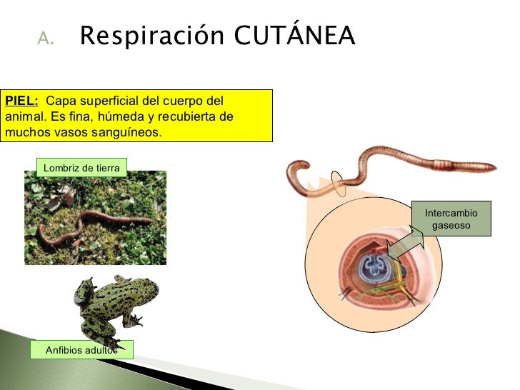 El juego la pesca real como coger gusteru