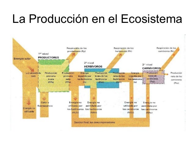Resultado de imagen para produccion ecosistemas