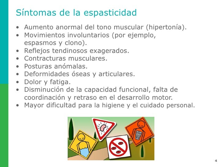 Que miembro se considera grande y que pequeño