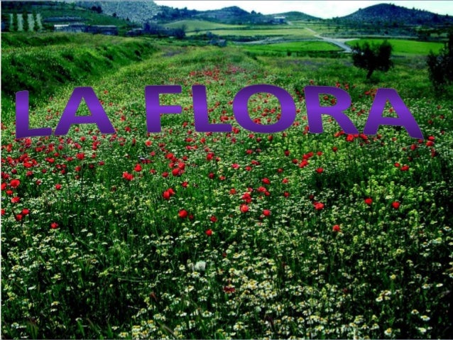 Resultado de imagen para imagenes de la flora