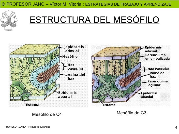 FASES OSCURAS ALTERNATIVAS