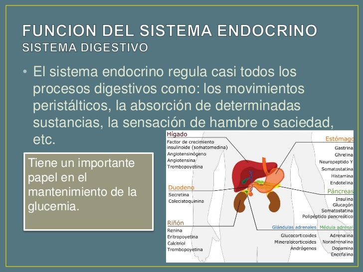 La importancia del sistema endocrino