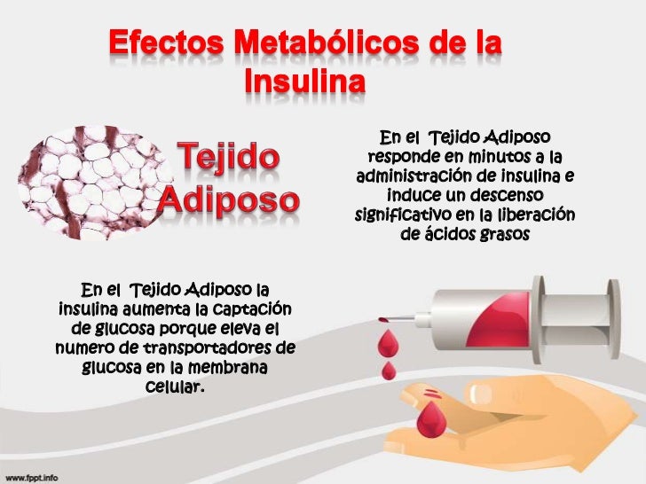 Efectos Metabólicos de la Insulina y el Glucagon Efectos Metabólicos de la Insulina y el Glucagon