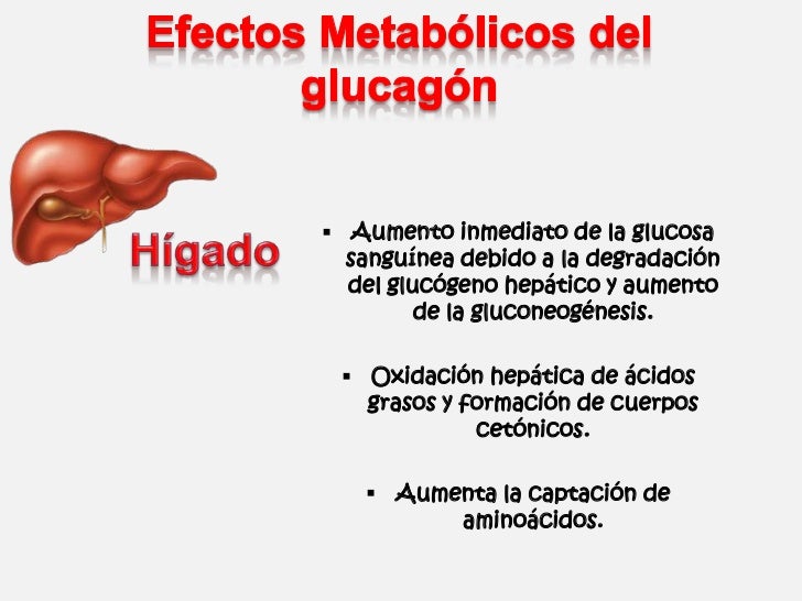 Efectos Metabólicos de la Insulina y el Glucagon Efectos Metabólicos de la Insulina y el Glucagon