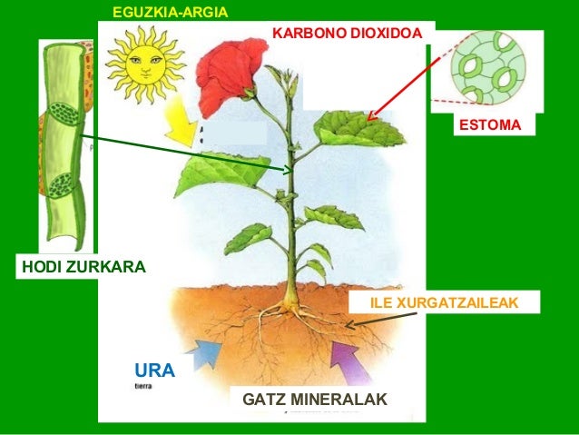 external image landareen-erreinua-11-638.jpg?cb=1381313669