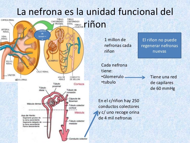 La nefrona es la unidad funcional del riñon