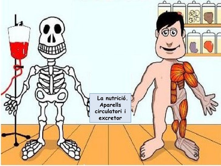 La nutrició. Circulació i excreció