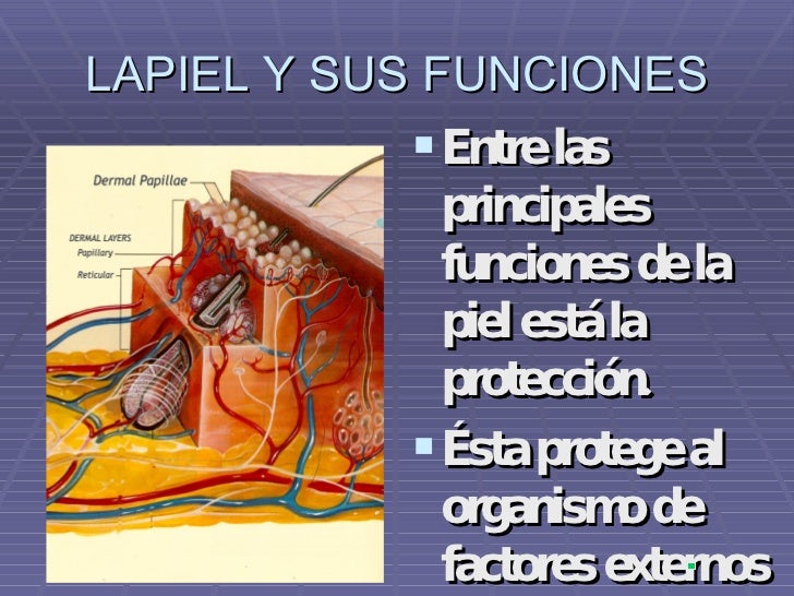 La Piel , Sus Funciones