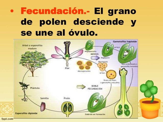 Reproduccion sexual de la planta