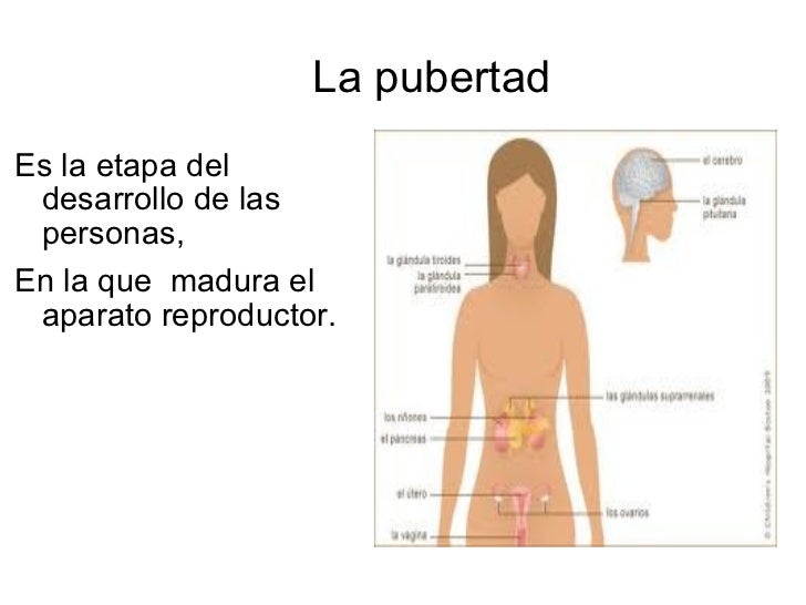 El ungüento simple para el aumento del pene