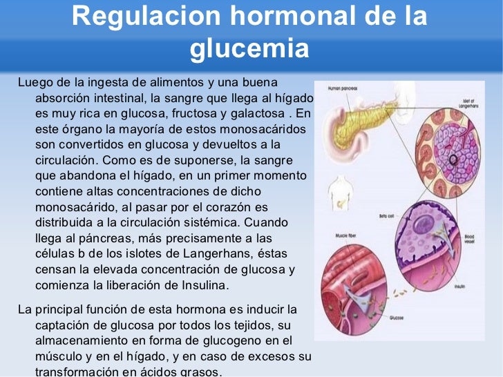 La regulacion hormonal La regulacion hormonal