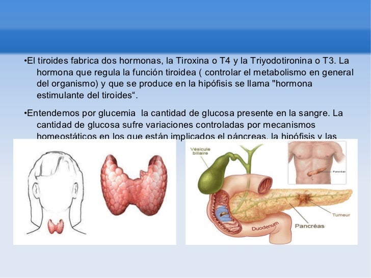 La regulacion hormonal La regulacion hormonal