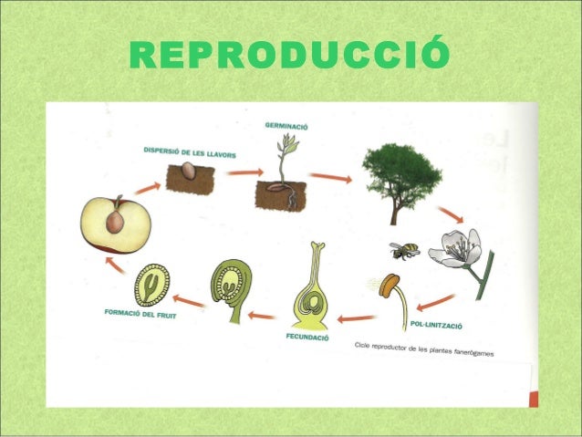 La reproducció de les plantes