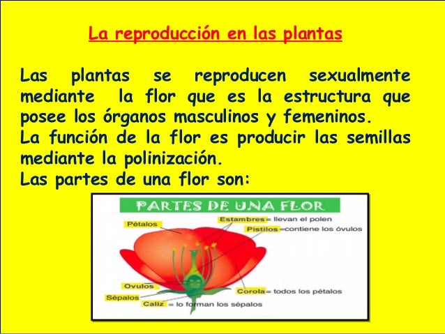 la reproducción en las plantas las plantas se reproducen sexualmente la reproducción en las plantas las plantas se reproducen sexualmente