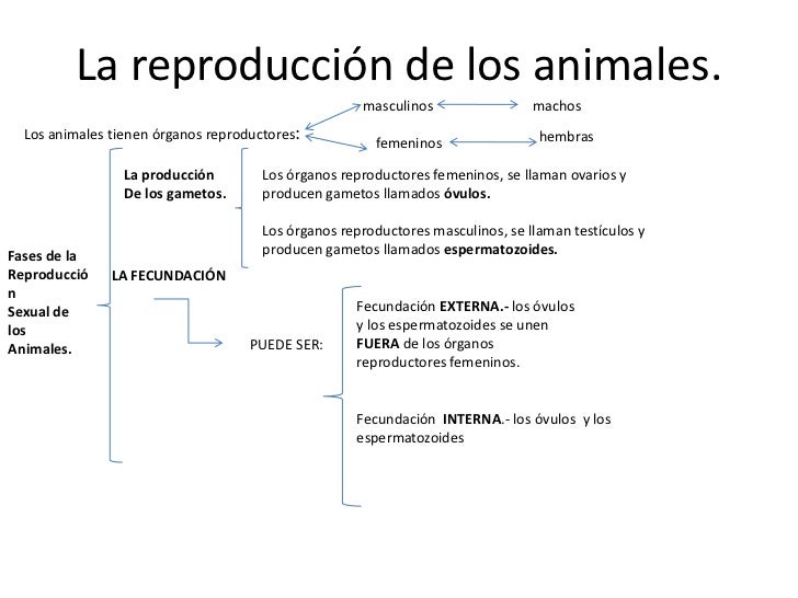 LA REPRODUCCION DE LOS ANIMALES la reproduccion de los animales:
