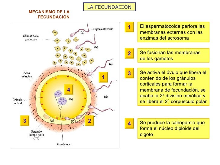 LA FECUNDACIÓN MECANISMO DE LA FECUNDACIÓN El espermatozoide perfora las membranas externas con las enzimas del acrosoma  ...