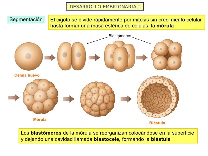 DESARROLLO EMBRIONARIA I Segmentación Célula huevo Mórula Blástula El cigoto se divide rápidamente por mitosis sin crecimi...