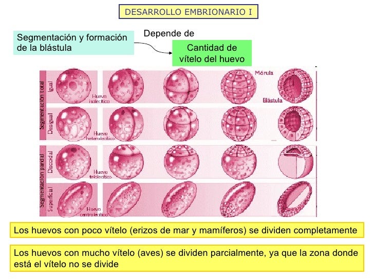 DESARROLLO EMBRIONARIO I Segmentación y formación de la blástula Depende de Cantidad de vítelo del huevo Los huevos con po...