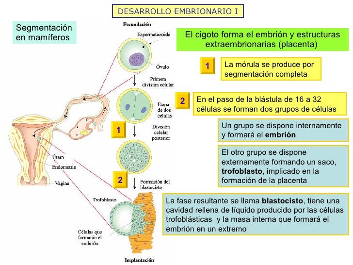 DESARROLLO EMBRIONARIO I Segmentación en mamíferos El cigoto forma el embrión y estructuras extraembrionarias (placenta)  ...