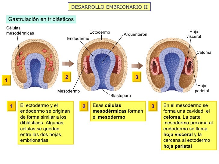 DESARROLLO EMBRIONARIO II Gastrulación en triblásticos El ectodermo y el endodermo se originan de forma similar a los dibl...