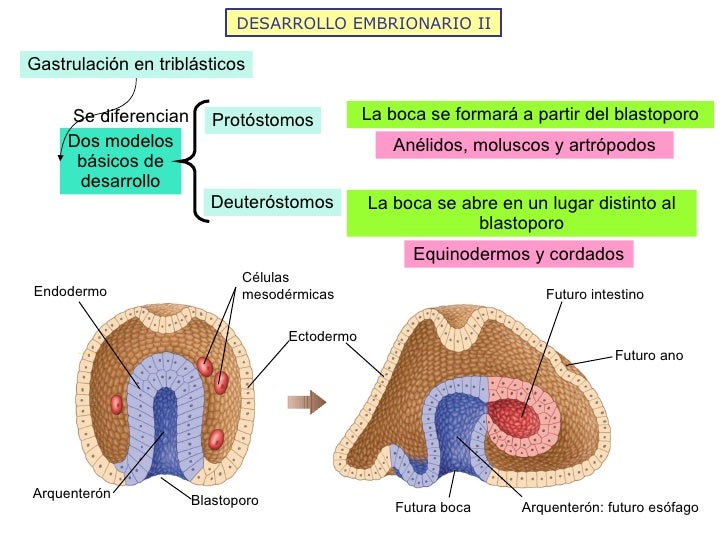 DESARROLLO EMBRIONARIO II Gastrulación en triblásticos Deuteróstomos Protóstomos Se diferencian La boca se formará a parti...