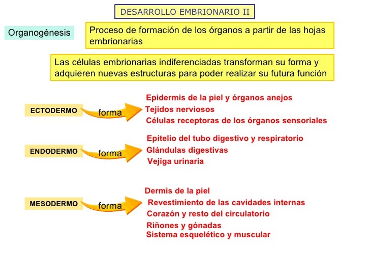 DESARROLLO EMBRIONARIO II Organogénesis Proceso de formación de los órganos a partir de las hojas embrionarias Las células...