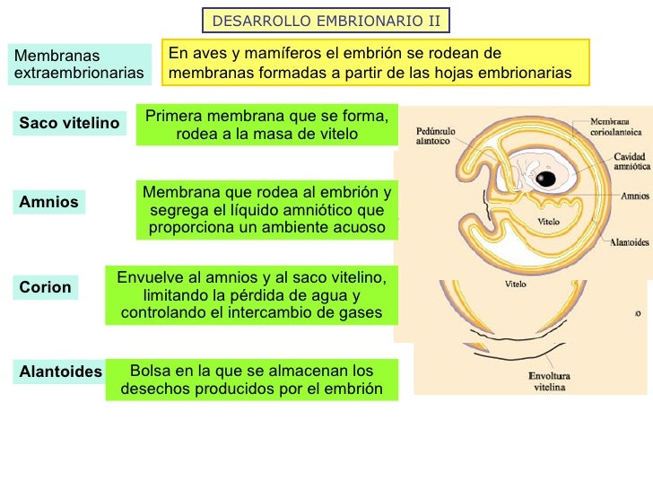 DESARROLLO EMBRIONARIO II Membranas extraembrionarias En aves y mamíferos el embrión se rodean de membranas formadas a par...