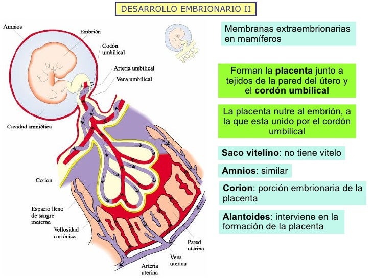 DESARROLLO EMBRIONARIO II Membranas extraembrionarias en mamíferos Forman la  placenta  junto a tejidos de la pared del út...