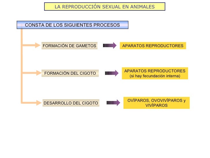 LA REPRODUCCIÓN SEXUAL EN ANIMALES CONSTA DE LOS SIGUIENTES PROCESOS FORMACIÓN DEL CIGOTO FORMACIÓN DE GAMETOS DESARROLLO ...