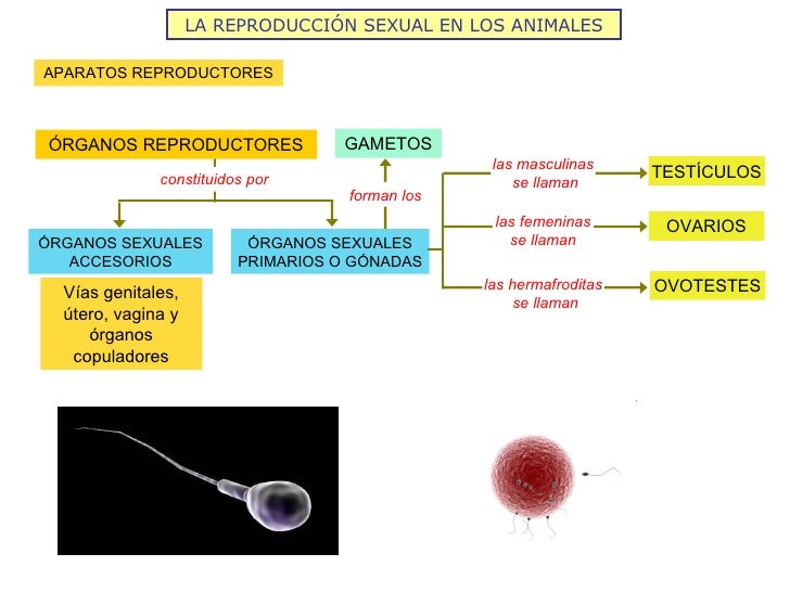 LA REPRODUCCIÓN SEXUAL EN LOS ANIMALES APARATOS REPRODUCTORES ÓRGANOS SEXUALES PRIMARIOS O GÓNADAS ÓRGANOS SEXUALES ACCESO...