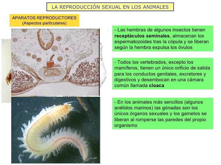 LA REPRODUCCIÓN SEXUAL EN LOS ANIMALES APARATOS REPRODUCTORES (Aspectos particulares) - Las hembras de algunos insectos ti...