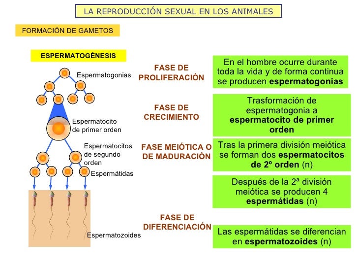 LA REPRODUCCIÓN SEXUAL EN LOS ANIMALES FORMACIÓN DE GAMETOS Espermatogonias Espermatocito de primer orden Espermatocitos d...