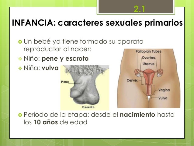 Shemales con un pequeño pecho
