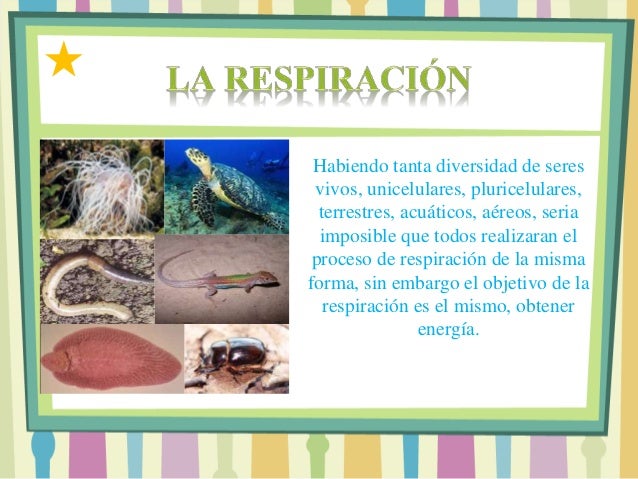La respiración de los seres vivos