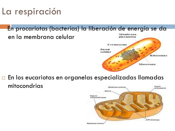 Tipo De Respiracion De Las Bacterias