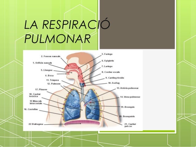 LA RESPIRACIÓPULMONAR 