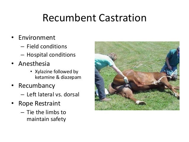 Large Animal Orchiectomy