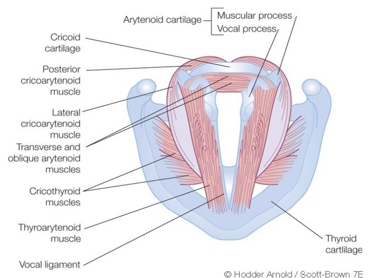 Laryngeal paralysis