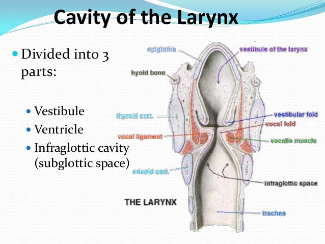 Larynx 1