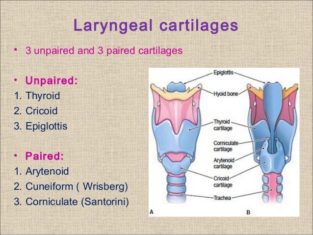 Clinical anatomy and physiology of larynx