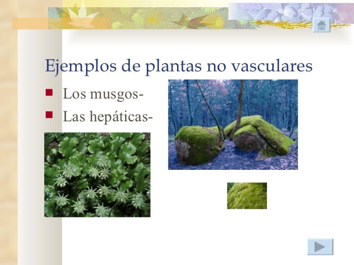 Las plantas Las plantas
