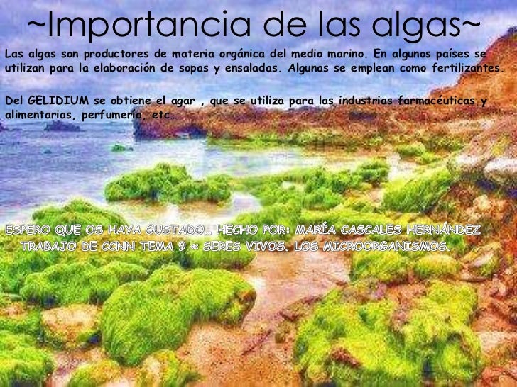 Las algas compilación