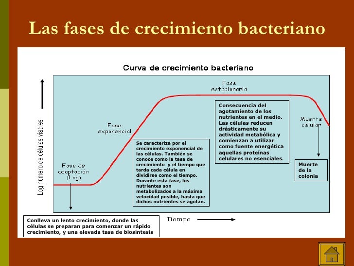 Las Bacterias Joselyn