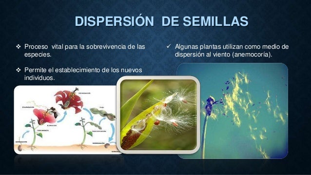 La semilla