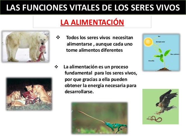 Las funciones vitales de los seres vivos