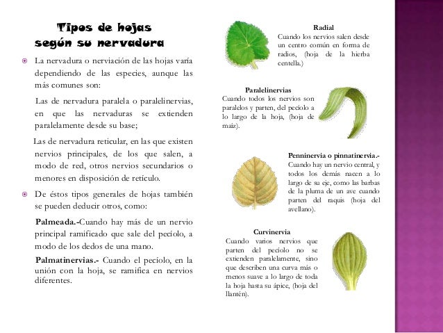 Las hojas.