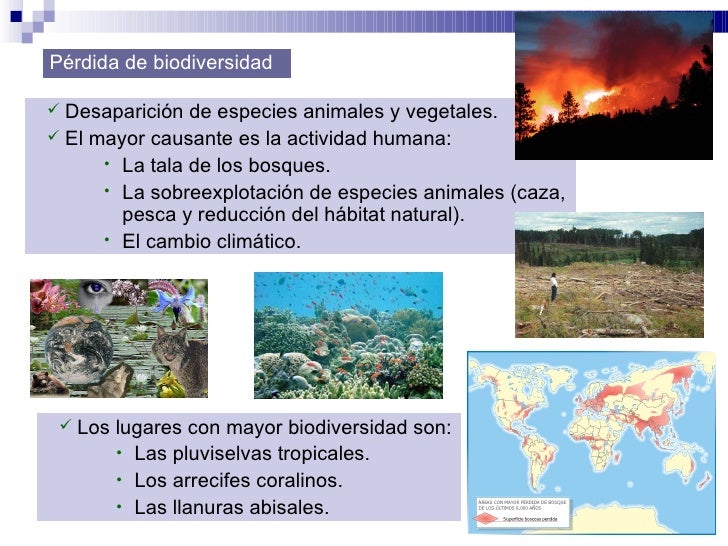<ul><ul><li>Desaparición de especies animales y vegetales. </li></ul></ul><ul><ul><li>El mayor causante es la actividad hu...