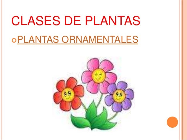 Clases de plantas ornamentales con sus nombres Imagui Clases de plantas ornamentales con sus nombres Imagui