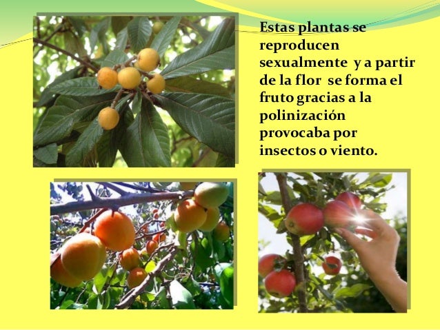 Las plantas Las plantas