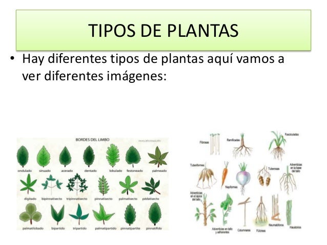 tipos de plantas hay diferentes tipos de plantas aquí vamos tipos de plantas hay diferentes tipos de plantas aquí vamos
